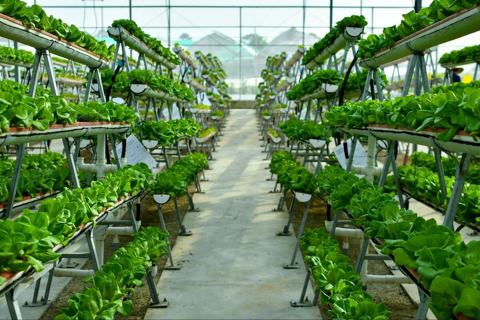 Hydroponic Farming Systems